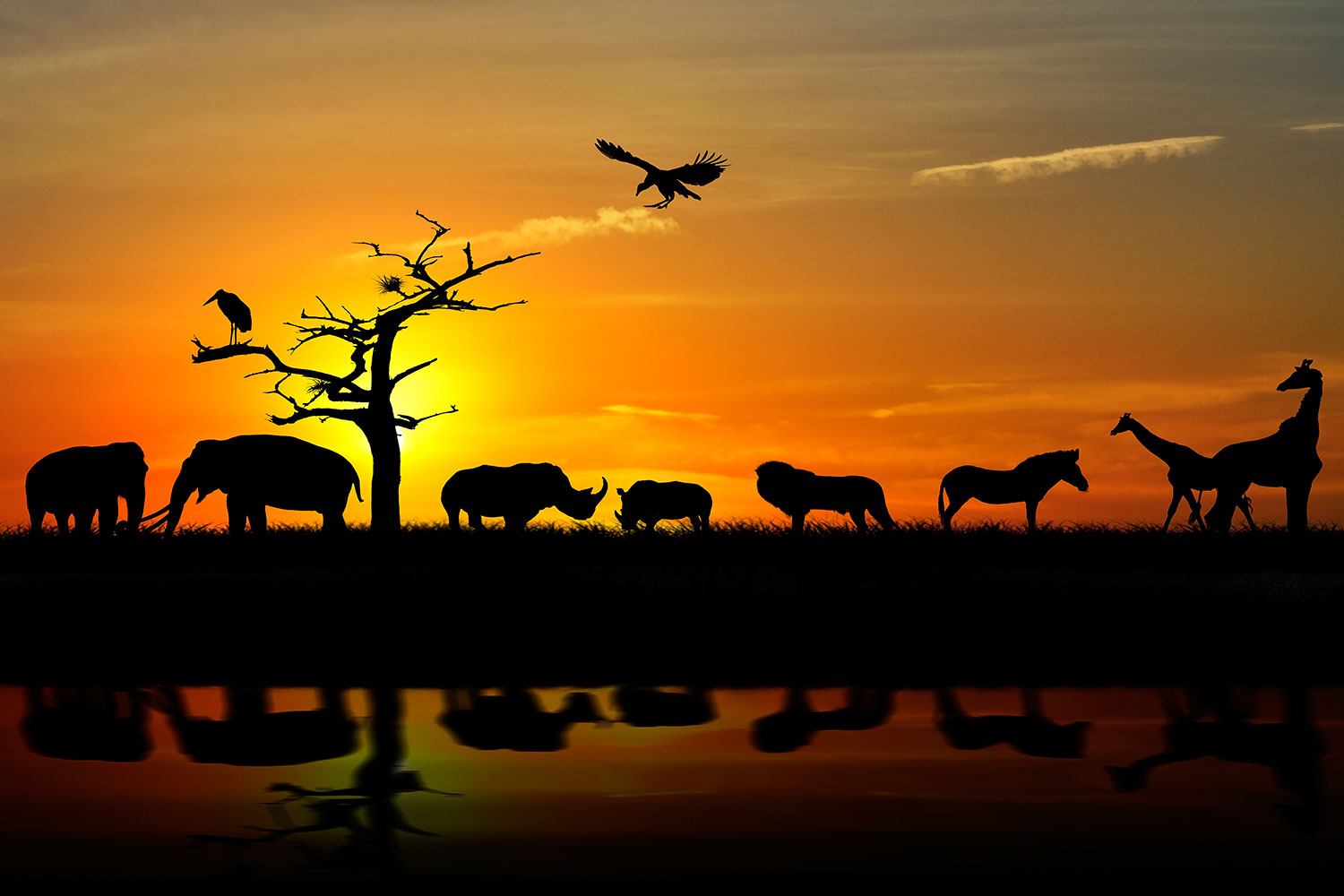 Safari sunset