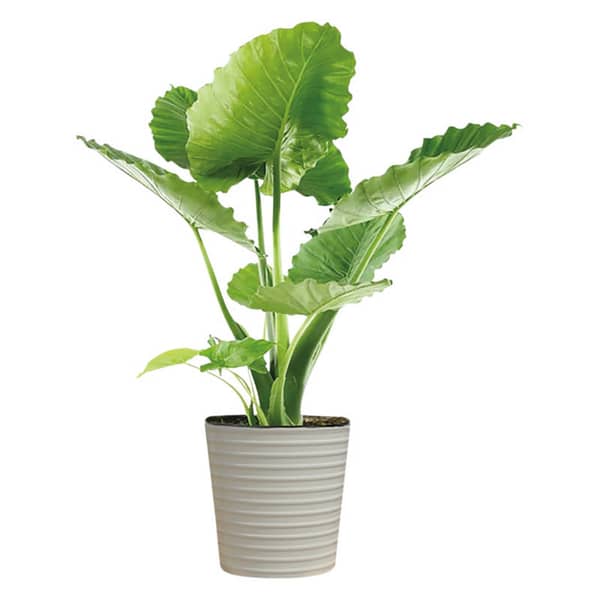10" Mixed Foliage