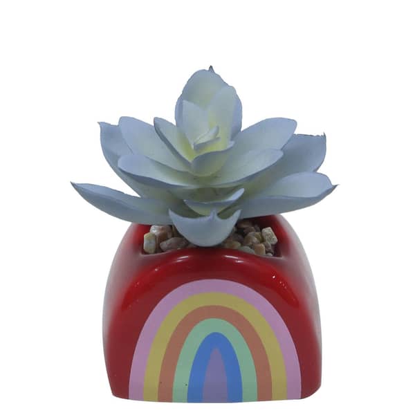 Joyward Rainbow Potted Succulent