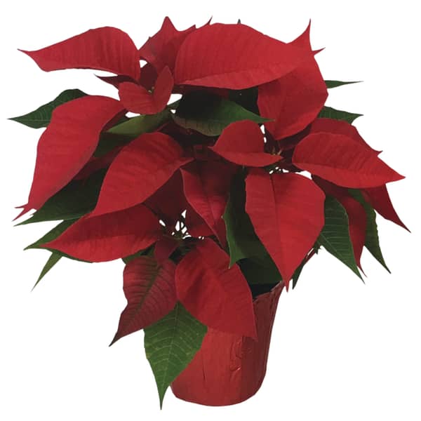 Poinsettia 6"