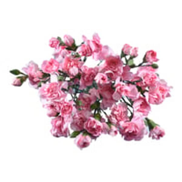 Carnations Mini 8 Stem Bunch