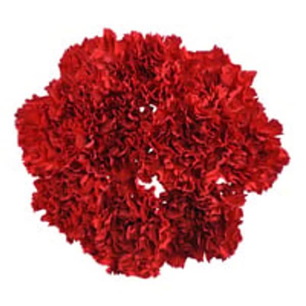 8 Stem Carnations